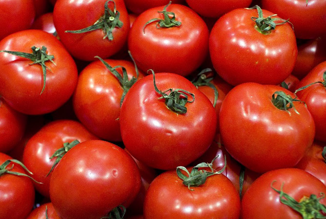 Τομάτα χαμηλή Bobcat F1 υβρίδιο (φάκελος 10 σπόρων).