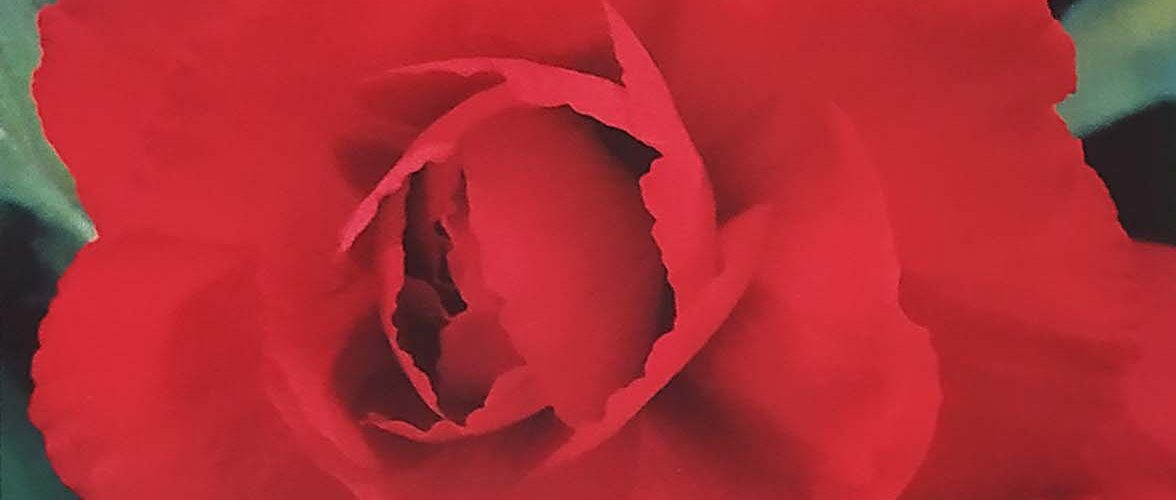 Βολβός Μπιγόνια διπλή κόκκινη μεγανθής 6+