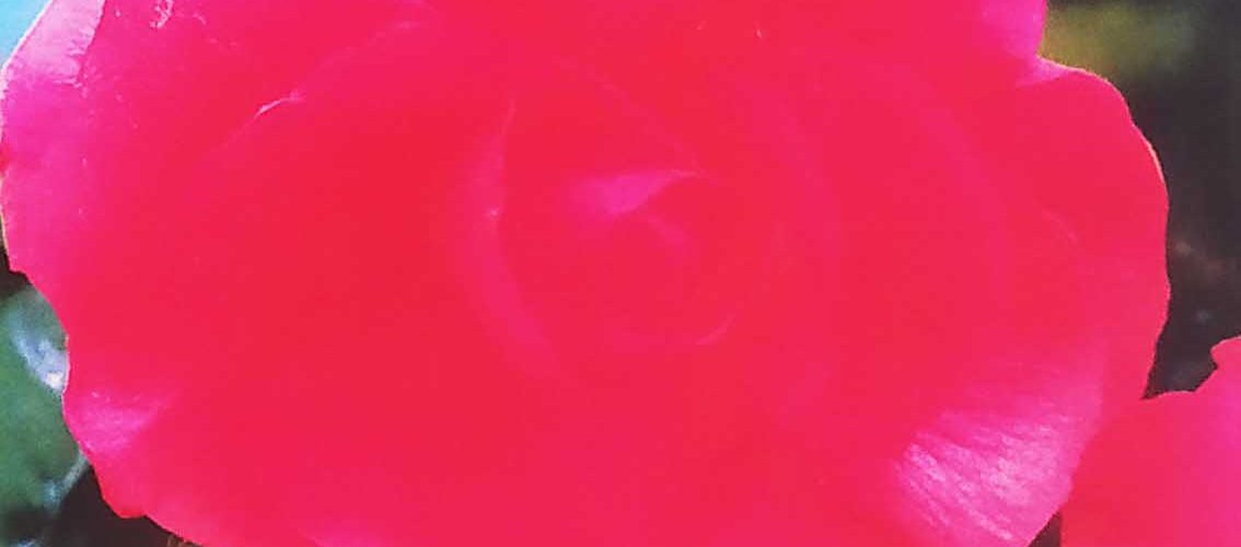 Βολβός Μπιγόνια διπλή ροζ μεγανθής 6+