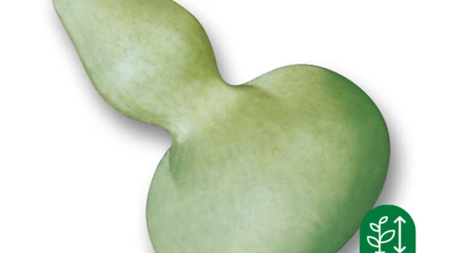 Κολοκύθα νεροκολοκύθα καρύκα