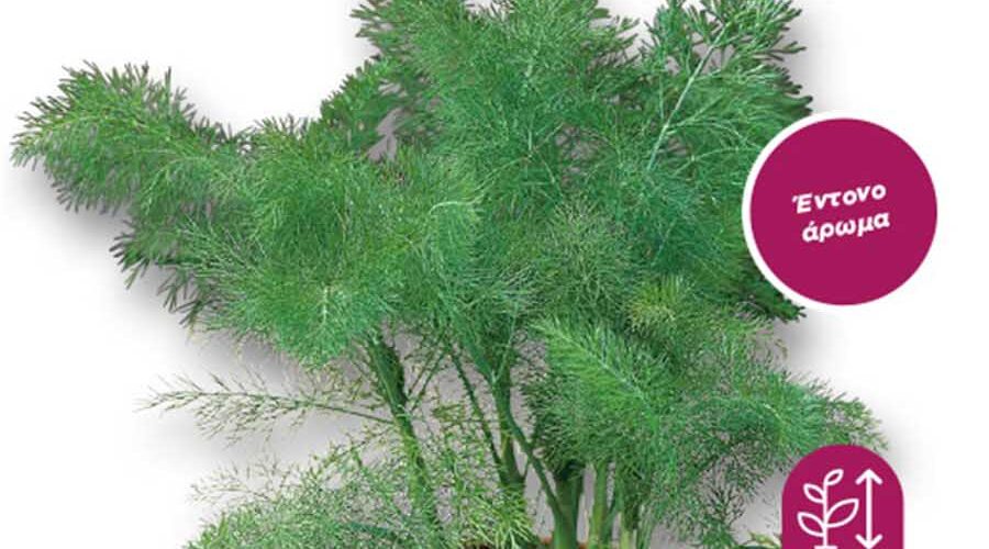 Μάραθο άγριο