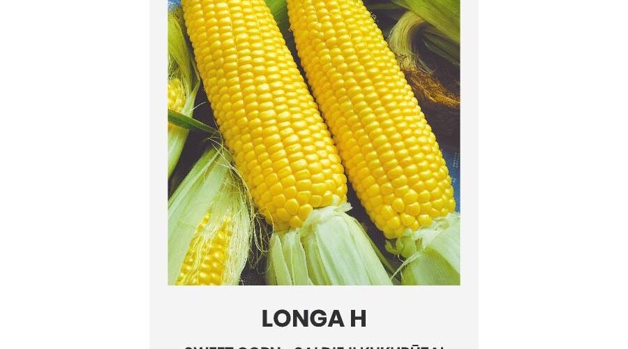 Καλαμπόκι γλυκό Longa υβρίδιο (hobby bag 7 γρ)