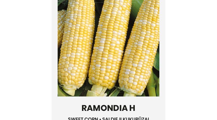 Καλαμπόκι γλυκό δίχρωμο Ramondia υβρίδιο (hobby bag 7 γρ)