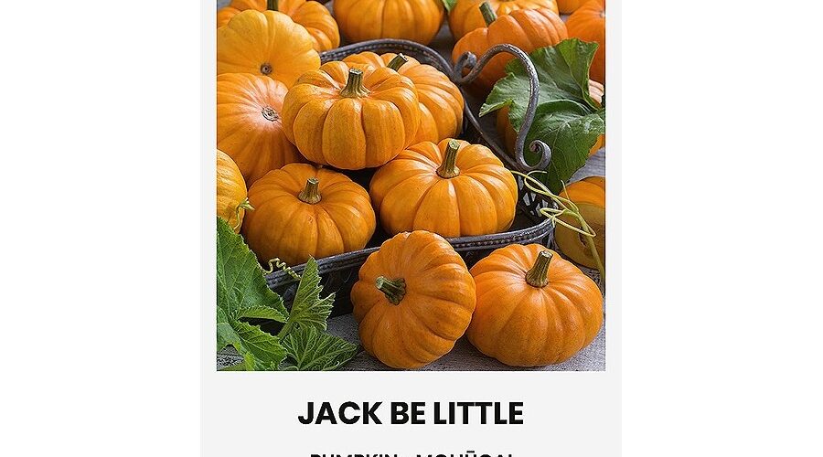 Κολοκύθα αναρριχώμενη Jack be little παραδοσιακή (hobby bag 1 γρ)