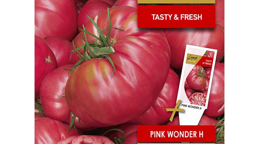 Pink Wonder Rice Τομάτα αναρριχώμενη Pink wonder υβρίδιο (hobby bag 10 σπόρων) - Γόνιμη Γη