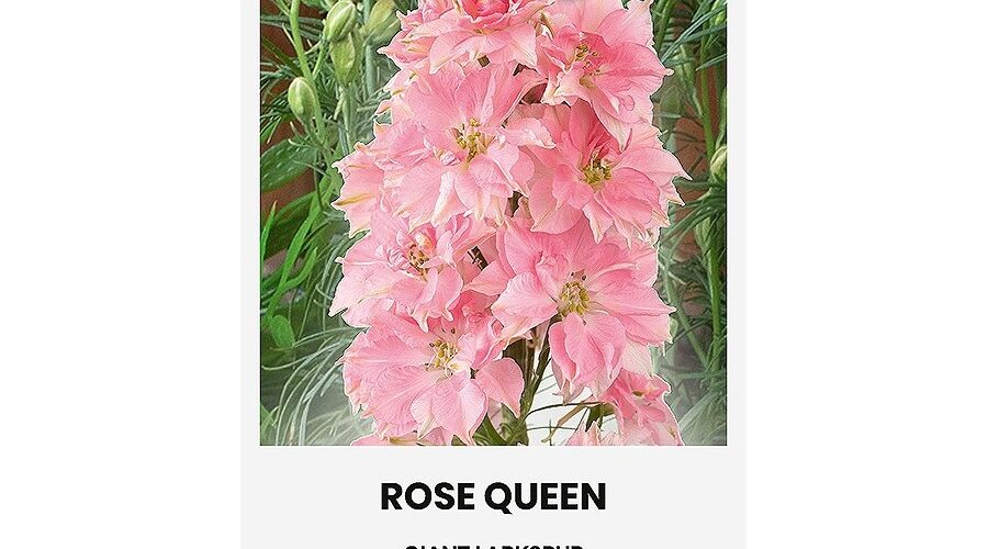 Δελφίνιο γίγας ροζ Rose queen (hobby bag 1 γρ)