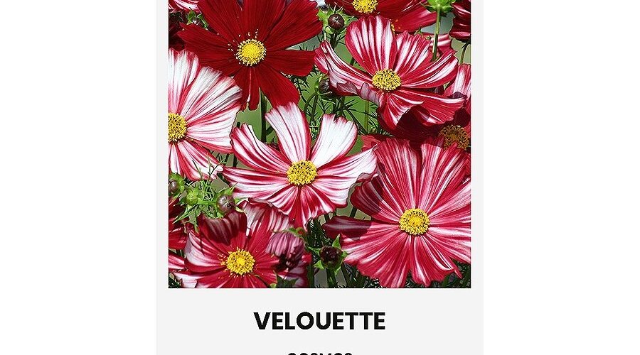 Κόσμος Velouette mix (hobby bag 0,2 γρ)