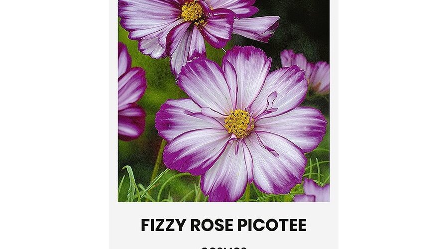 Κόσμος ροζέ Fizzy rose Picotee (hobby bag 1 gr)