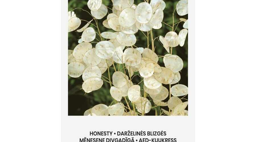 Λουνάρια - Γυαλάκι (hobby bag 2 γρ)