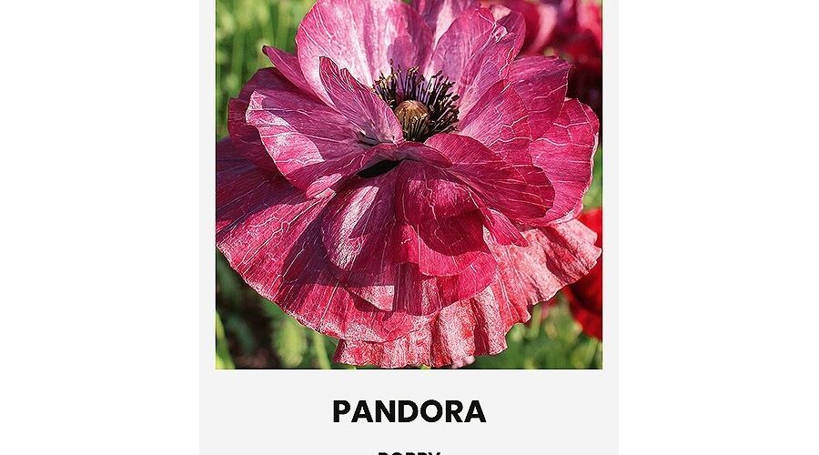 Παπαρούνα Pandora (hobby bag 0,2 γρ)