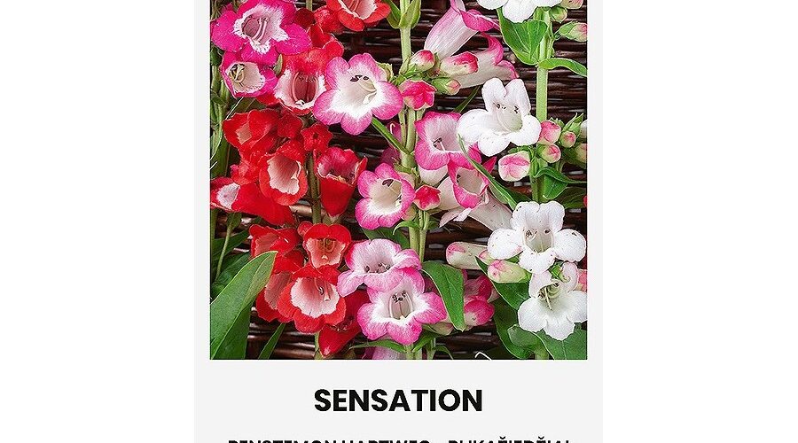 Πενστήμων Hartweg Sensation mix (hobby bag 0,2 γρ)