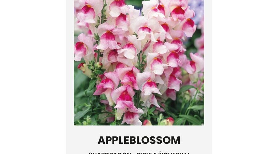 Σκυλάκι ψηλό Appleblossom (hobby bag 0,5 gr)