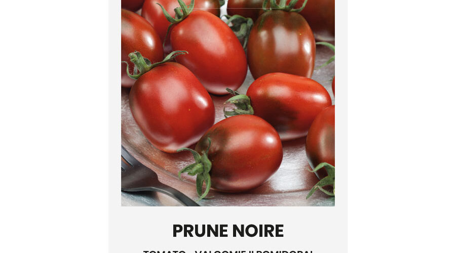 Τομάτα cherry βελανίδι μαύρο Prune noire παραδοσιακή (hobby bag 5 σπόρων)