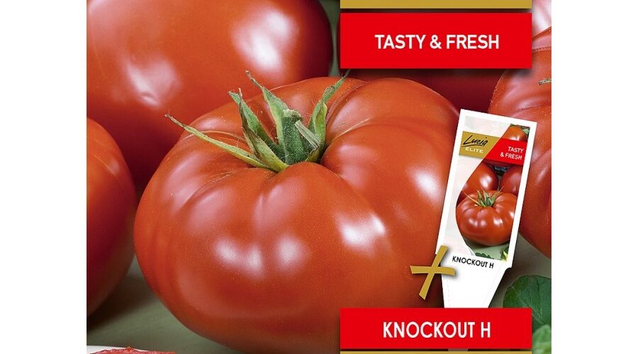 Τομάτα αναρριχώμενη γίγας Knockout υβρίδιο (hobby bag 10 σπόρων)