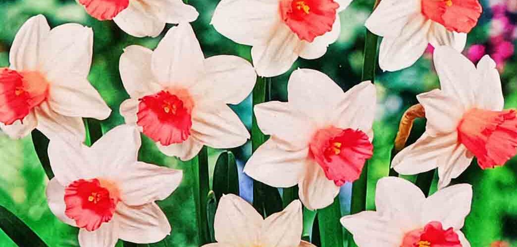 Βολβός Νάρκισσος βοτανικός κοντός δίχρωμος Iwona