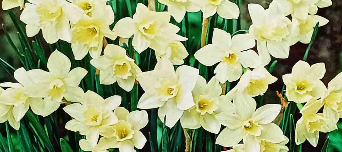 Βολβός Νάρκισσος βοτανικός κοντός άσπρος Pueblo