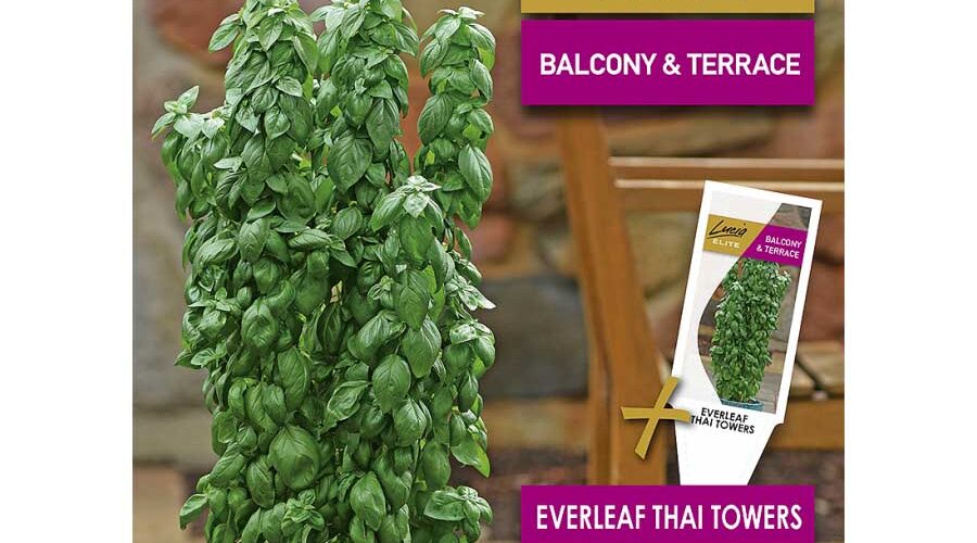 Βασιλικός πολυετής Thai towers Αγιορείτικος (hobby bag 20 σπόρων)