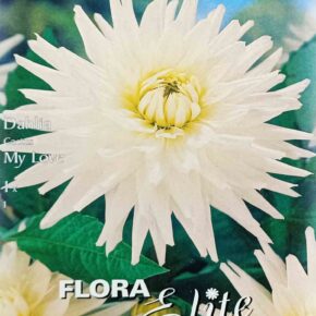 Βολβός ντάλια My love (φάκελος 1 τμχ)