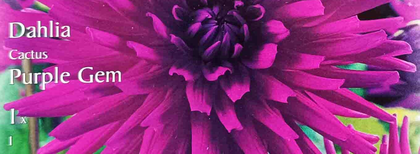 Βολβός ντάλια Purple gem (φάκελος 1 τμχ)