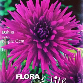 Βολβός ντάλια Purple gem (φάκελος 1 τμχ)