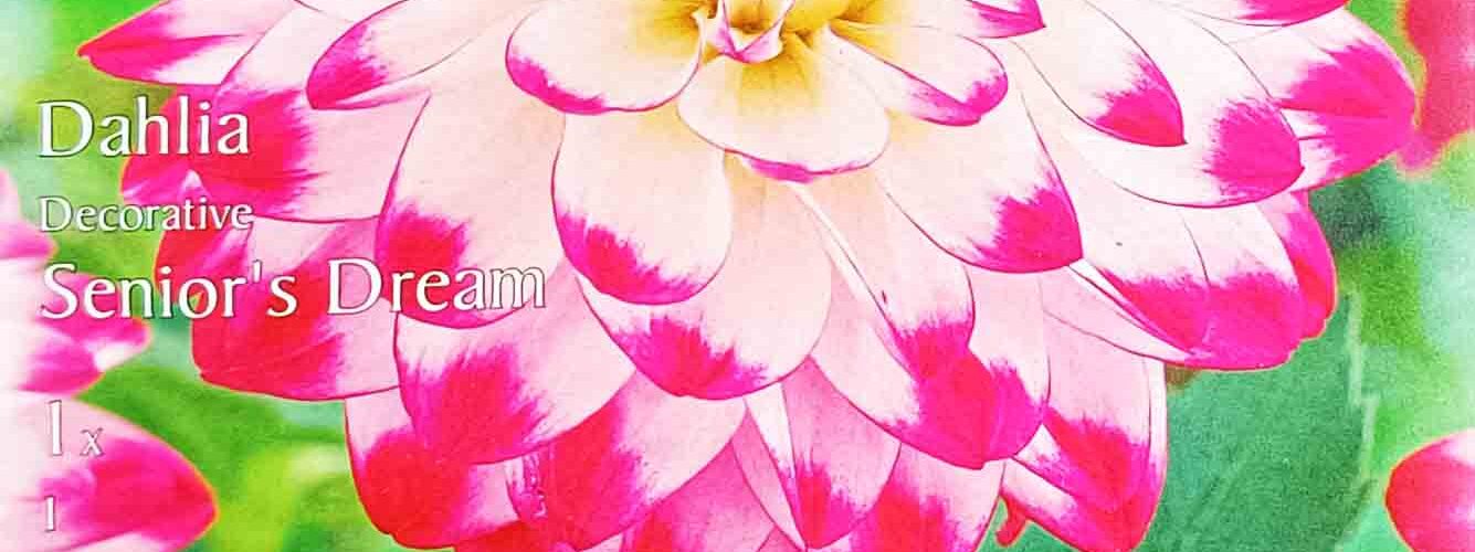 Βολβός ντάλια Senior's Dream special υβρίδιο