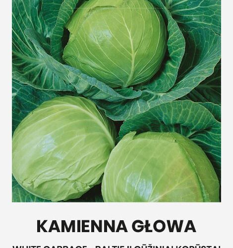 Λάχανο άσπρο όψιμο Kamiena glowa παραδοσιακό (hobby bag 3 γρ)