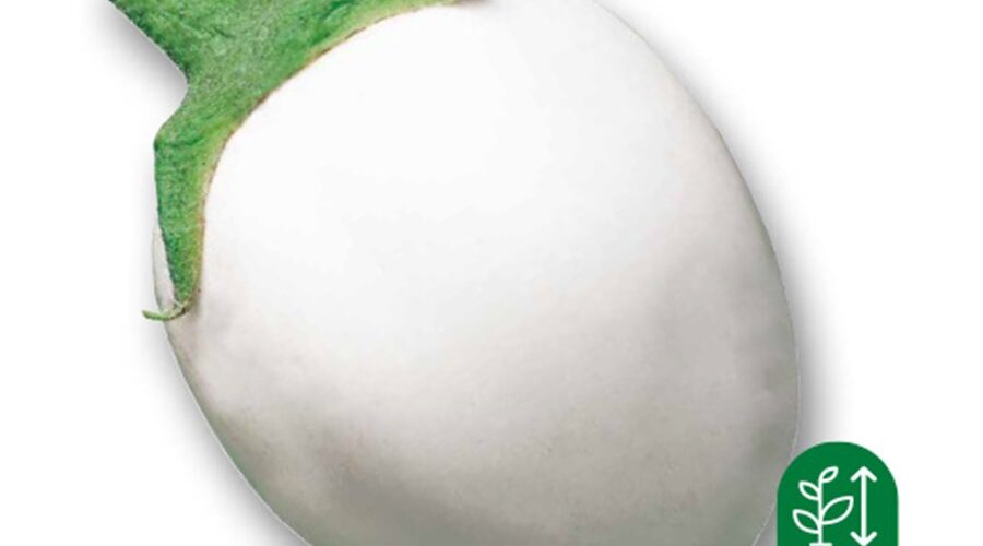 Μελιτζάνα λευκή Σαντορίνης παραδοσιακή (hobby bag 0,4 γρ)