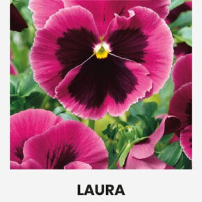 Πανσές γίγας Laura (hobby bag 0,3 γρ)