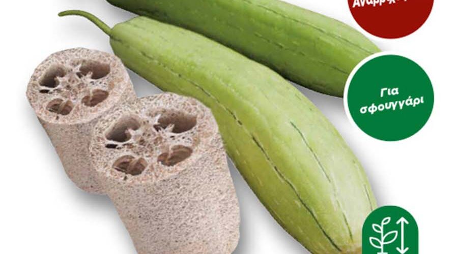 Κολοκύθα Λούφα φυτικό σφουγγάρι (hobby bag 1,2 γρ)