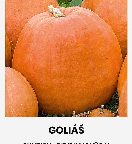 Κολοκύθα αναρριχώμενη Γολιάθ Golias παραδοσιακή (hobby bag 2 γρ)