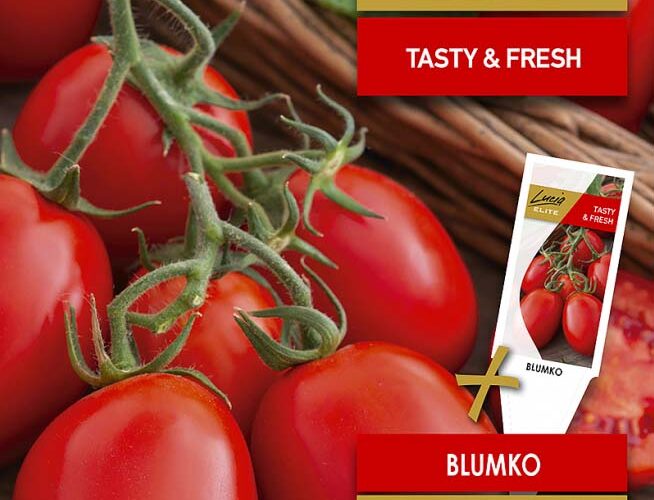 Τομάτα αναρριχώμενη τσαμπί βελανίδι Blumko παραδοσιακή (hobby bag 0,1 γρ)