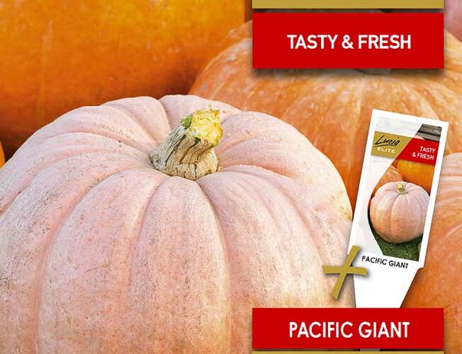 Κολοκύθα αναρριχώμενη γίγας Pacific giant παραδοσιακή (hobby bag 3 γρ)