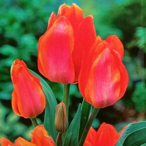 Βολβός τουλίπα μπουκέτο Orange Toronto 11/12 multiheaded