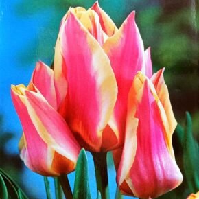 Βολβός τουλίπα μπουκέτο Quebec 11/12 multiheaded