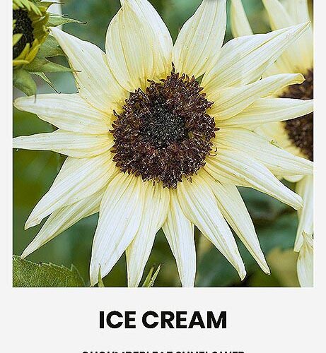 Ηλίανθος Ice cream (hobby bag 0,5 γρ)