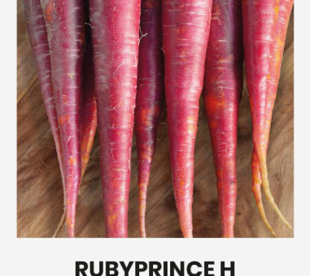 Καρότο κόκκινο Rubyprince υβρίδιο (hobby bag 0,50 γρ)