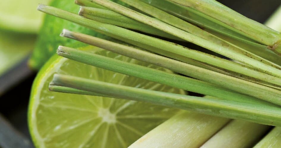 Λέμον γρας λεμονόχορτο (hobby bag 0,2 γρ)