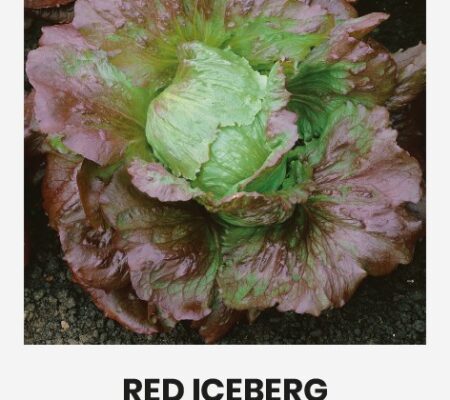 Μαρούλι κόκκινο κεφαλωτό Red iceberg παραδοσιακό (hobby bag 1 γρ)