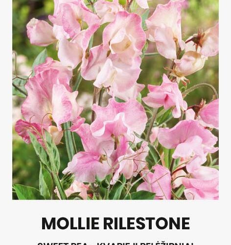 Μοσχομπίζελο αναρριχώμενο Mollie Rilestone (hobby bag 2 γρ)