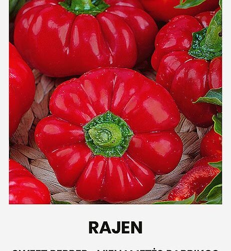 Πιπεριά τοματοπιπεριά Rajen παραδοσιακή (hobby bag 0,10 γρ)