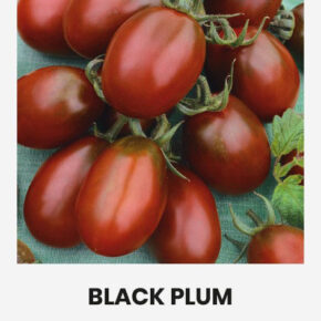 Τομάτα cherry μαύρο βελανίδι Black plum παραδοσιακή (hobby bag 0,10 γρ)