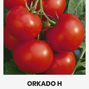 Τομάτα αναρριχώμενη τσαμπί Orkado υβρίδιο (hobby bag 0,1 γρ)
