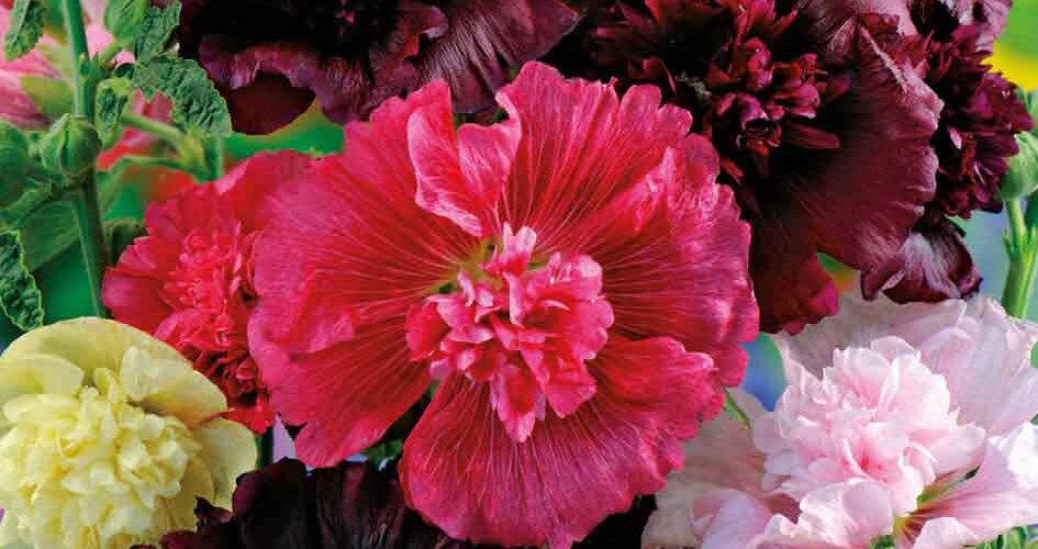 Δενδρομολόχα αλθαία Majorette mix (hobby bag 0,5 γρ)