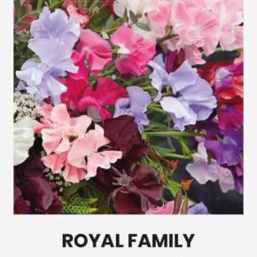 Μοσχομπίζελο Royal family mix (hobby bag 3 γρ)