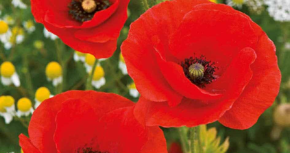 Παπαρούνα κόκκινη (hobby bag 0,5 γρ)