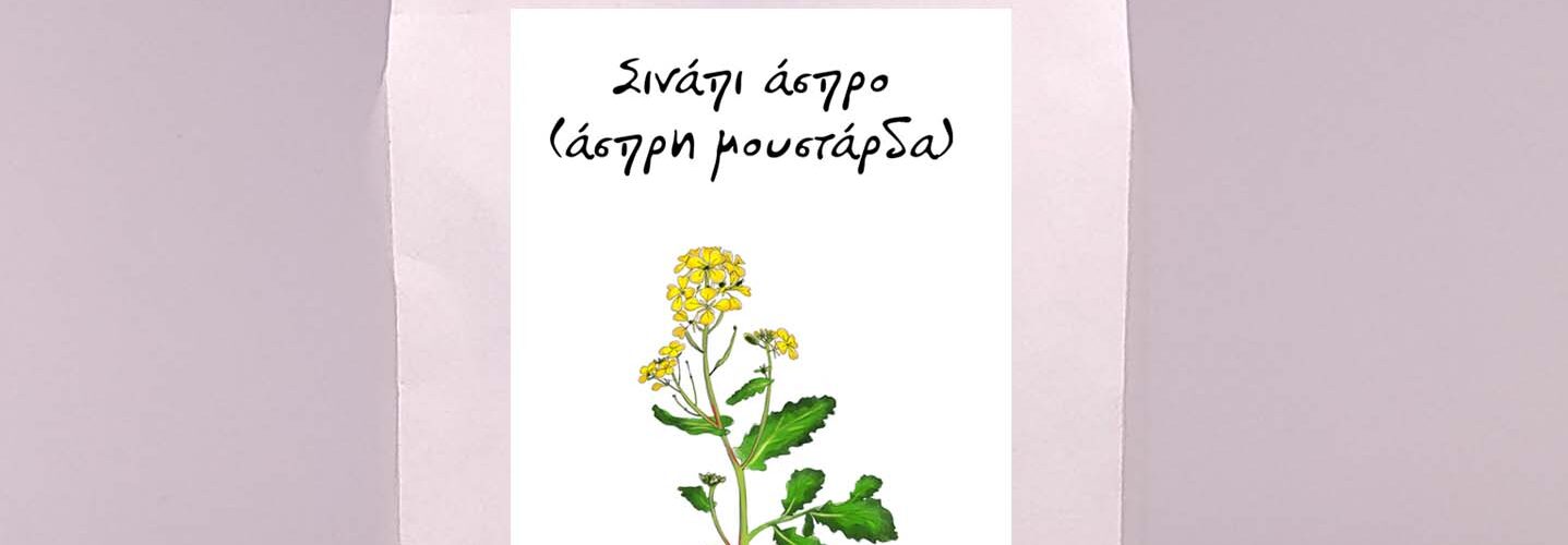 Σινάπι άσπρο (άσπρη μουστάρδα)