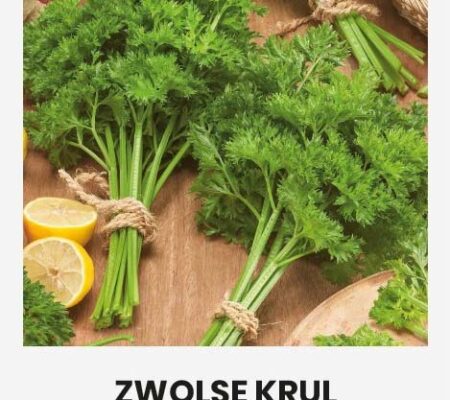 Σέλερι κατσαρό Zwolse Krul παραδοσιακό (hobby bag 0,2 γρ)