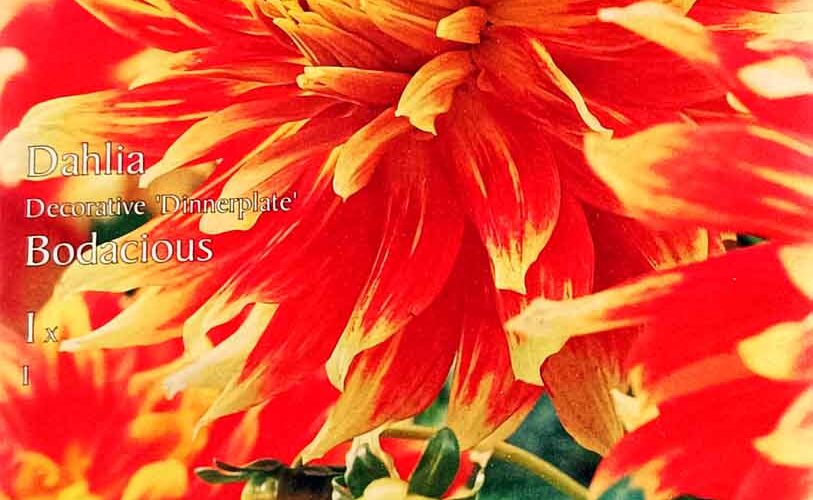 Βολβός ντάλια Bodacious πελώριο άνθος (φάκελος1 τμχ)