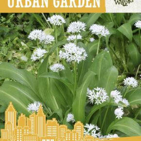 Άγριο σκόρδο Bear garlic παραδοσιακό (hobby bag 1 γρ)