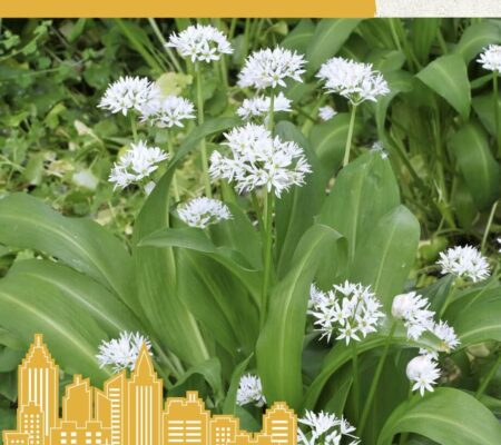 Άγριο σκόρδο Bear garlic παραδοσιακό (hobby bag 1 γρ) Άγριο σκόρδο Bear garlic παραδοσιακό (hobby bag 1 γρ)